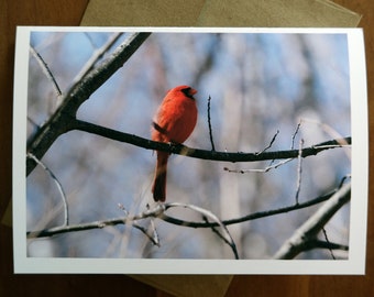 Early Spring Cardinal 5" x 7" greeting card