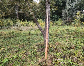 Elm Wood Didgeridoo, Key of A - Shamanic Meditation Instrument
