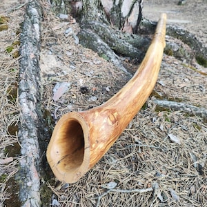 Op de afbeelding: Een handgemaakte houten didgeridoo, met een natuurlijke, gebogen vorm. Het instrument is gemaakt van lichtbruin hout, met zichtbare nerf en een gladde afwerking. Het ligt op een bed van dennennaalden en aarde.