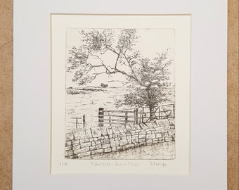 Elder tree - Burton Marsh Limited edition of 15 intaglio etch print
