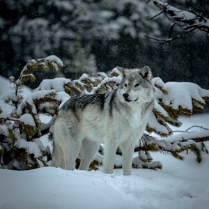 Wolf in Snow Wall Art Print