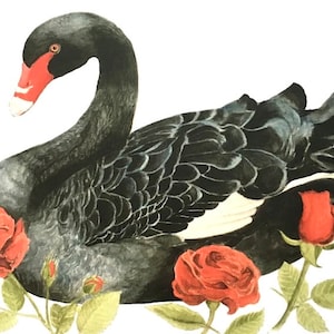 Carte postale cygne noir