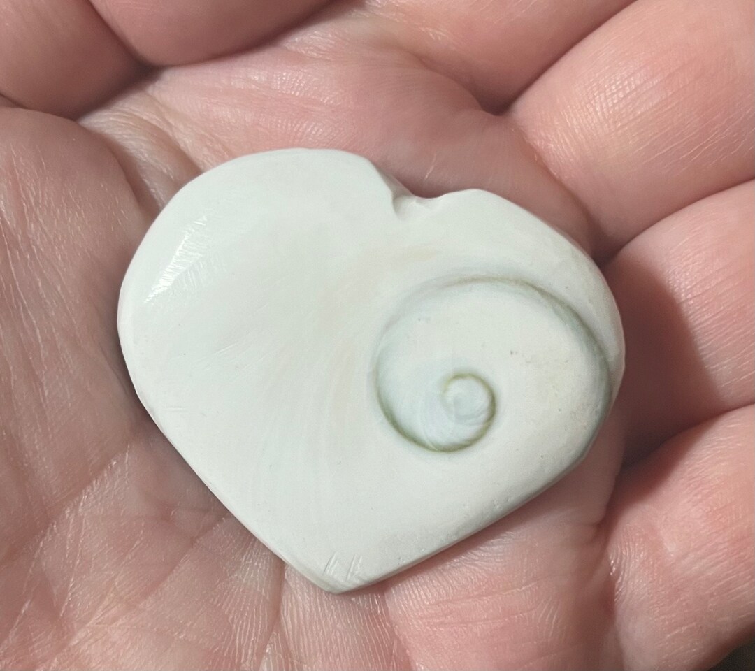 Shiva Shell Heart Shiva Heart Shell Heart Shell Crystal - Etsy