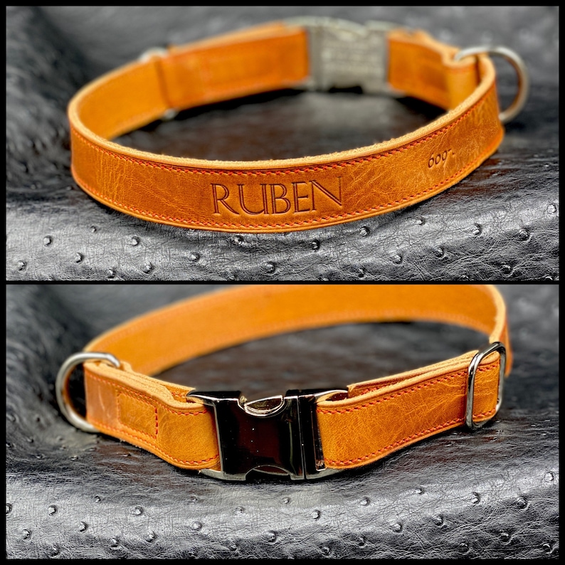Designer Dog Collar Personalized Leather Dog Collar Luxury Dog Collar Personalized Leather Dog Collar Personalized in Horween Leathers