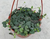String of Hearts Ceropegia Woodii Available in 4 quot or 6 quot Pot
