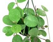 Very Full Hoya Obovata Splash in 4 quot Pot or 6 quot Hanging Pot Limited Quantity