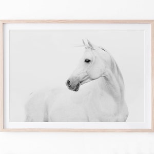 Puede incluir: Una fotografía en blanco y negro de un caballo blanco con la cabeza girada hacia un lado. El caballo está de pie en un campo con un fondo blanco.