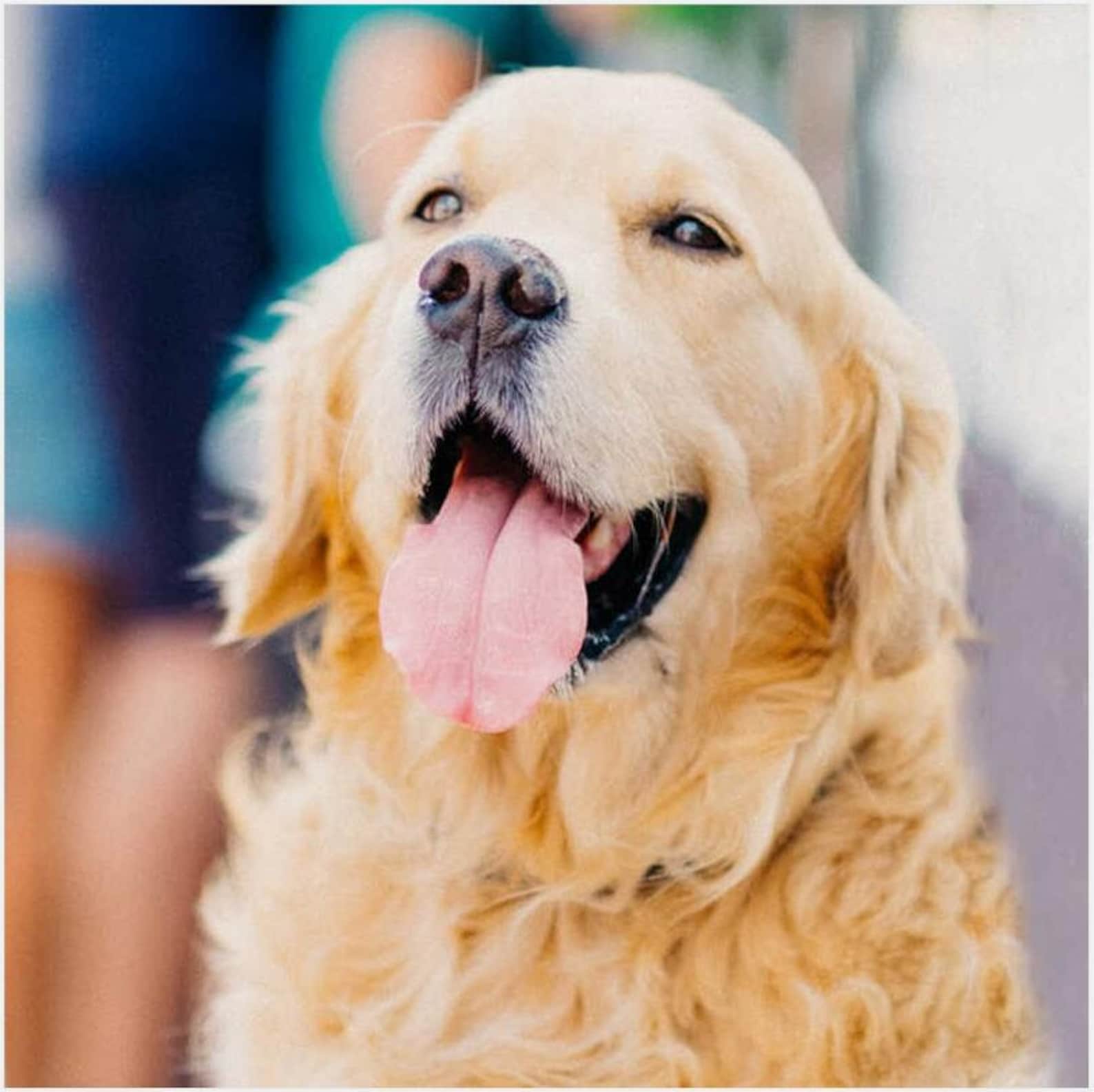 5D Diy Diamond Painting Golden Retriever Dog Pictures Diamond Etsy