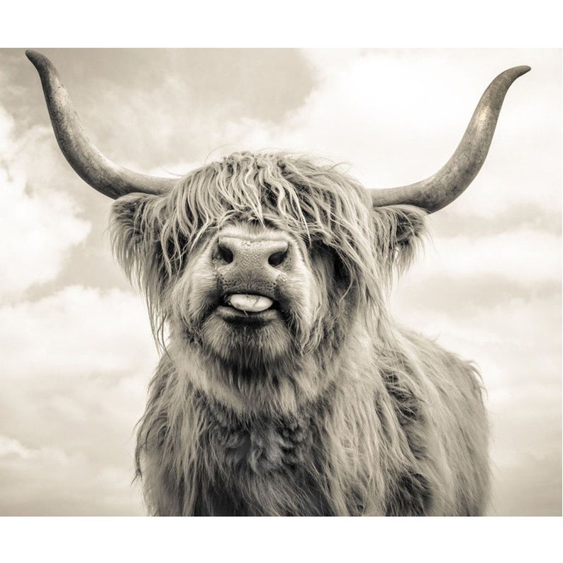 DIY Diamond Mosaic Highland Cow Cross Stitch Kits 5D Square | Etsy