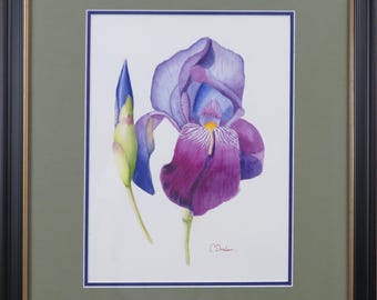 Schwertlilie