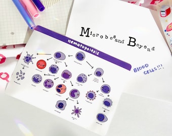 Cute Hematopoiesis Sticker Sheet ~ blood cells immune hematology immunology science scientist kawaii stickers macrophage mast cell basophil