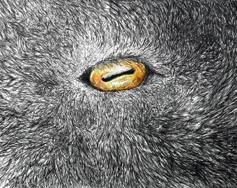 Goats Eye Illustration -Pen & Ink - Archival quality Art Print Gyclee Large Format