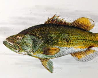 Large Mouth Bass watercolor - Illustration Archival quality Art Print Gyclee Large Format