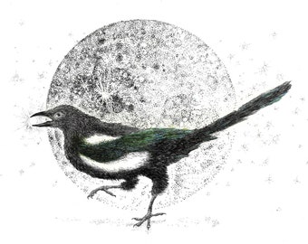 Magpie Illustration -Pen & Ink - Archival quality Art Print Gyclee Large Format