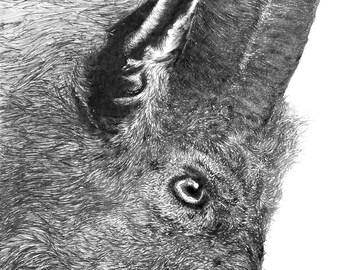 Goat Illustration -Pen & Ink - Archival quality Art Print Gyclee Large Format