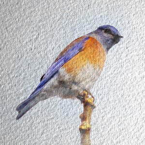 Biglietti d'auguri Canzone Uccello