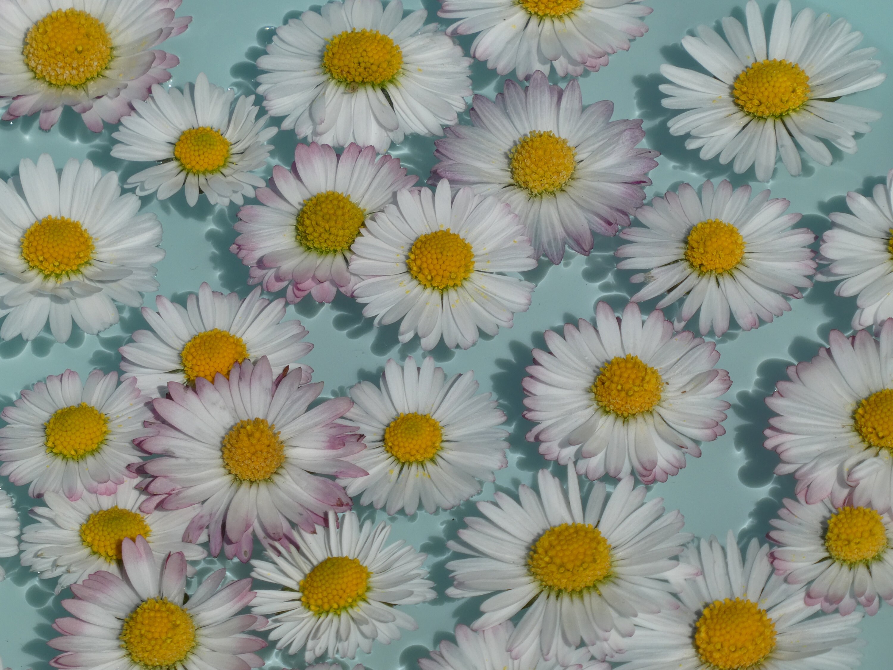 Marguerites en Lac