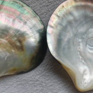 Wholesale Big Tahitian blacklip mother of pearl shell natural cut,Grey black rainbow shell pearl ,tahitian Oyster