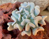 ECHEVERIA Runyonii Topsy Turvy live succulent with roots