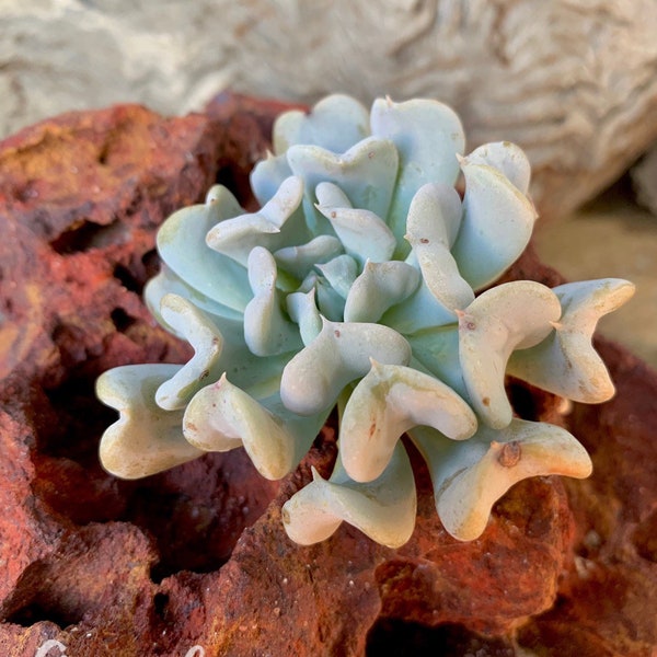 ECHEVERIA Runyonii Topsy Turvy live succulent with roots