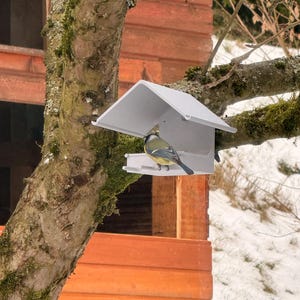 May include: A white bird feeder with a sloped roof is mounted on a tree branch. A small bird with blue, yellow, and green feathers is perched on the feeder. The background includes a wooden structure and snow.