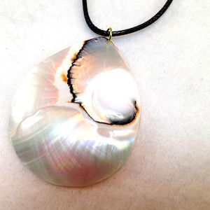 White nautilus mother of pearl sea shell necklace or dangle earrings