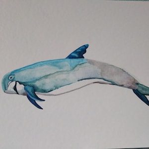 Watercolor Dauphin de risso