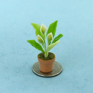 May include: A miniature potted plant with white flowers and green leaves. The plant is in a brown pot and is sitting on a silver coin.