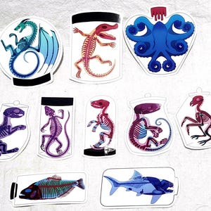 May include: Ten colorful stickers featuring skeletons of various animals, including a dragon, octopus, fish, and several lizards, all in glass jars.