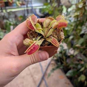 Growers Choice Venus Flytrap B52