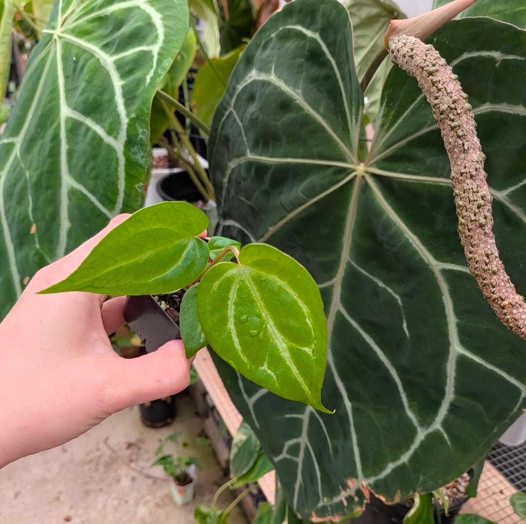 Anthurium Doc Block F2 X Mag Silver Grower Choice Seedling - Etsy