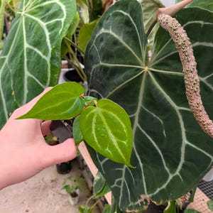 May include: A close-up of a small potted plant with bright green leaves and white veins. The plant is held in a hand, with larger dark green leaves in the background. A long, textured stem is also visible.