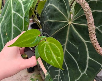 Anthurium Doc Block F2 X Mag Silver Grower Choice Seedling