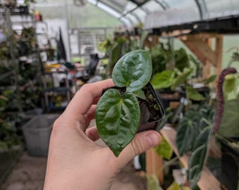 Anthurium AOS X Lux Grower Choice Seedling