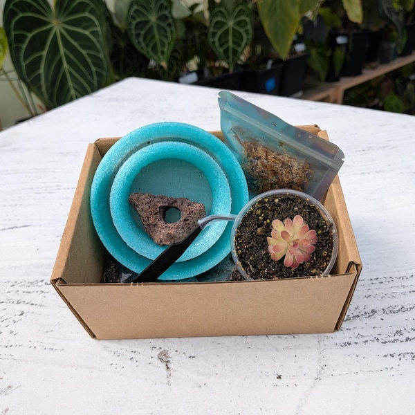Pinguicula Starter Kit with ping Johanna | Butterwort Carnivorous Set | Fungus Gnat Control | Easy Indoor Plant | Beginner Friendly