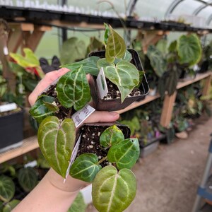 May include: Close-up of several small potted plants with vibrant green leaves. The leaves have unique patterns and textures, with some displaying prominent veins and a mix of light and dark green hues. The plants are in small black pots, suggesting they are young or starter plants.