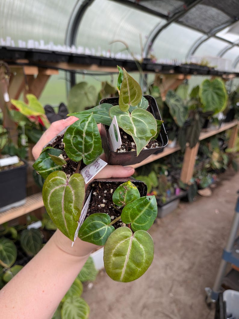 May include: Close-up of several small potted plants with vibrant green leaves. The leaves have unique patterns and textures, with some displaying prominent veins and a mix of light and dark green hues. The plants are in small black pots, suggesting they are young or starter plants.