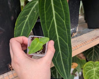 Anthurium Warocqueanum Grower Choice Seedling