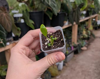 Anthurium Wendlingeri Grower Choice Seedling