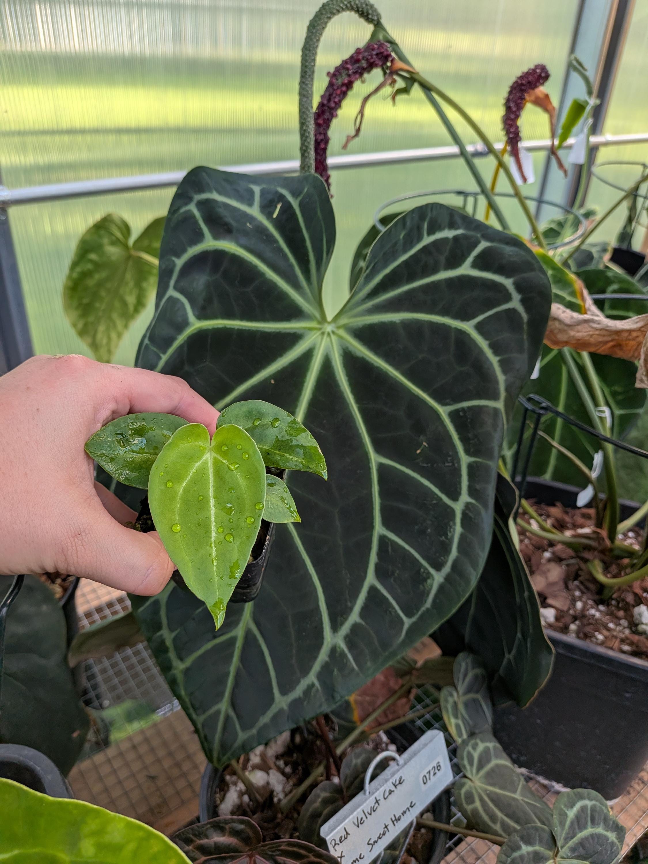 Anthurium Forgetii Red Spider - Etsy