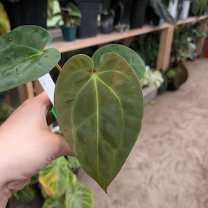 Anthurium Zara X Anthurium Michelle - Etsy