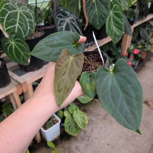 Dreamweaver Anthurium - Etsy