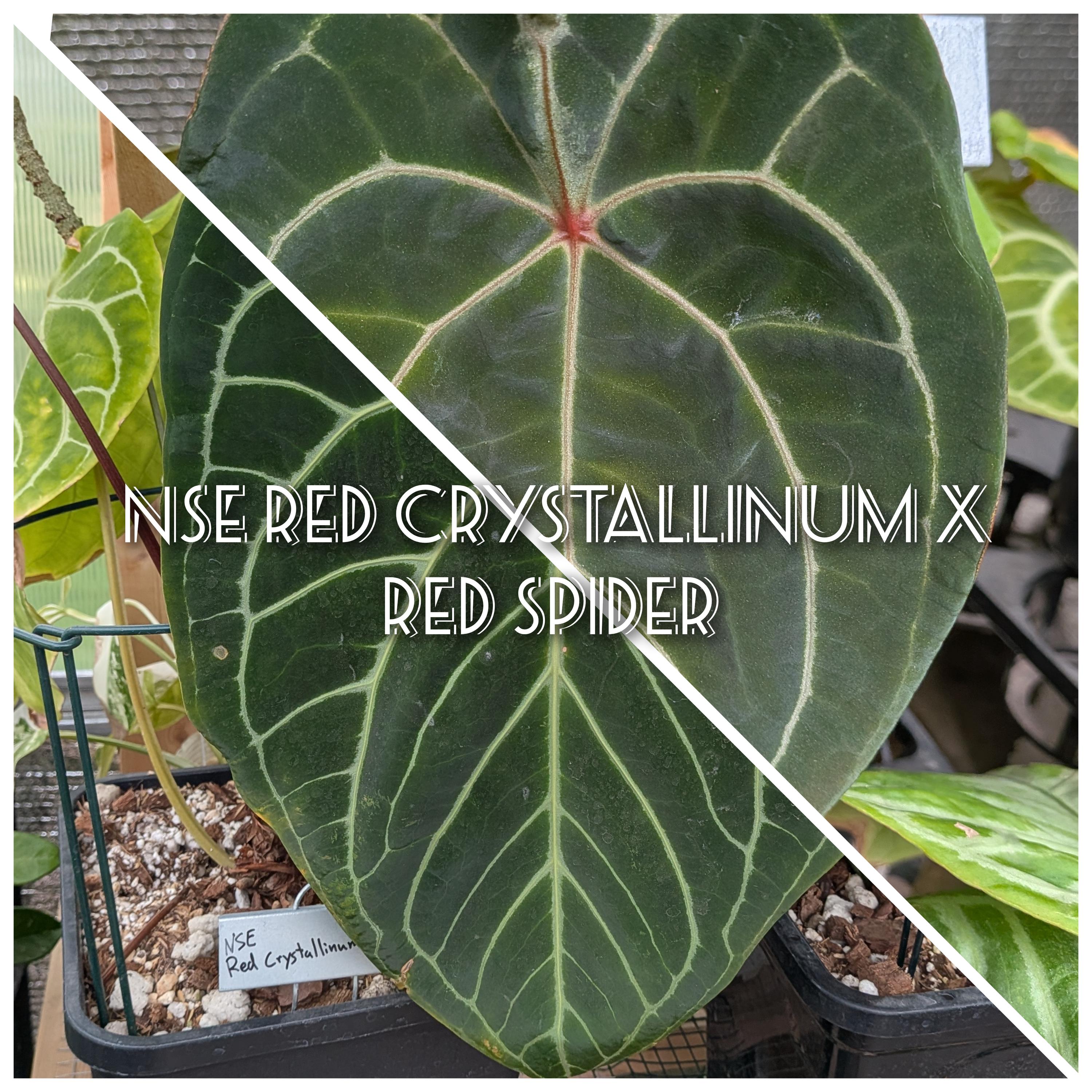 Anthurium Forgetii Red Spider - Etsy