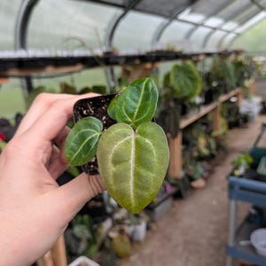 May include: A small potted plant with heart-shaped leaves. The leaves are a mix of green and light green with prominent veining. The plant is held in a small black pot, with a greenhouse background.