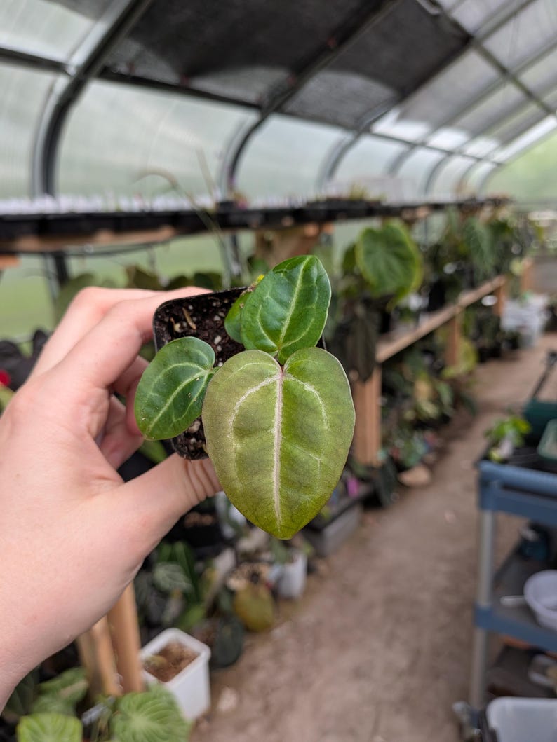 May include: A small potted plant with heart-shaped leaves. The leaves are a mix of green and light green with prominent veining. The plant is held in a small black pot, with a greenhouse background.
