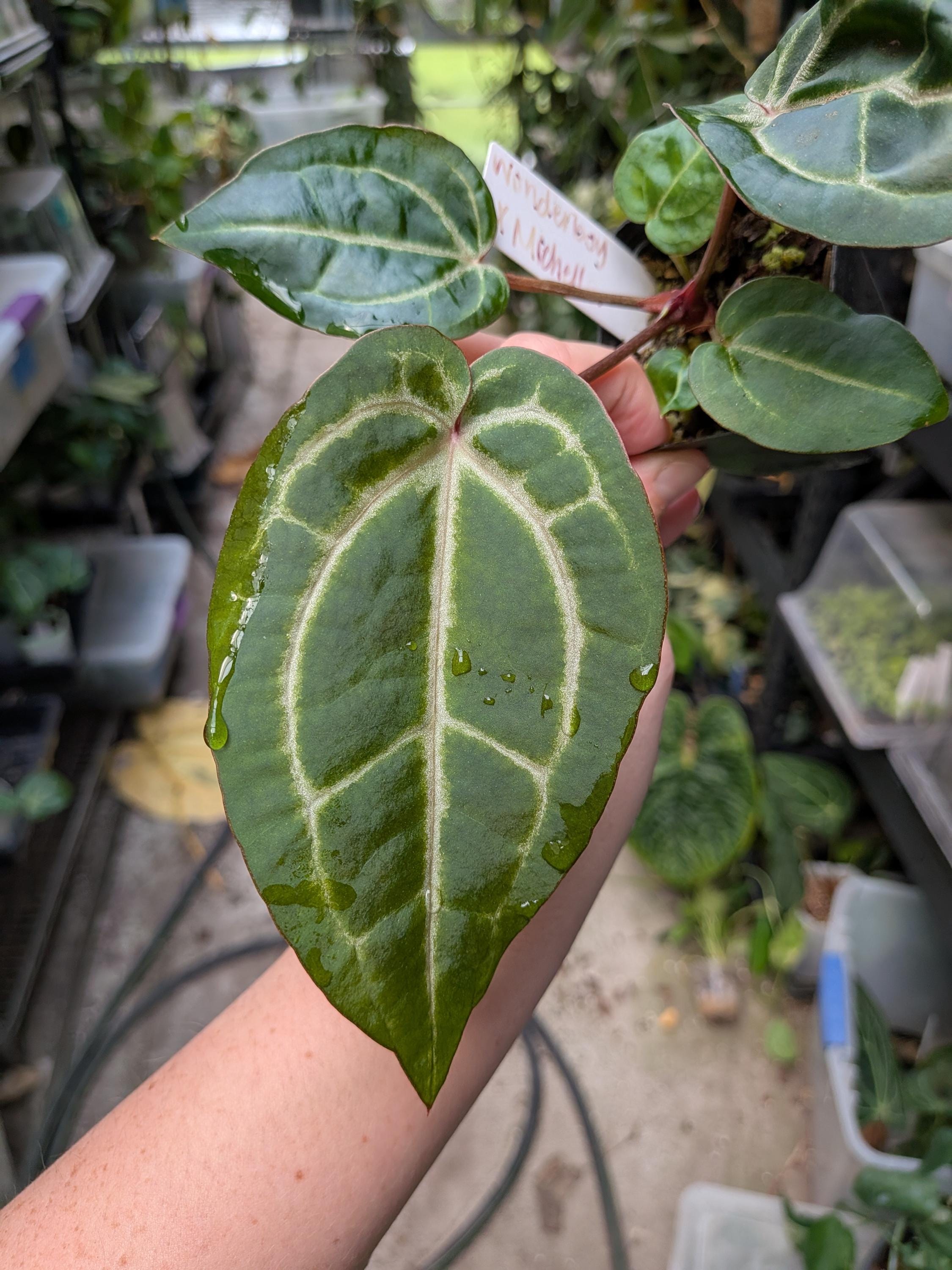 Anthurium Michelle X Michelle - Etsy