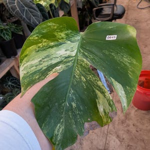 May include: A variegated Monstera leaf featuring a mix of deep green and creamy white patterns. The leaf has a small white rectangular tag with the black text 0645 attached to the upper right section. The surface shows natural texture.