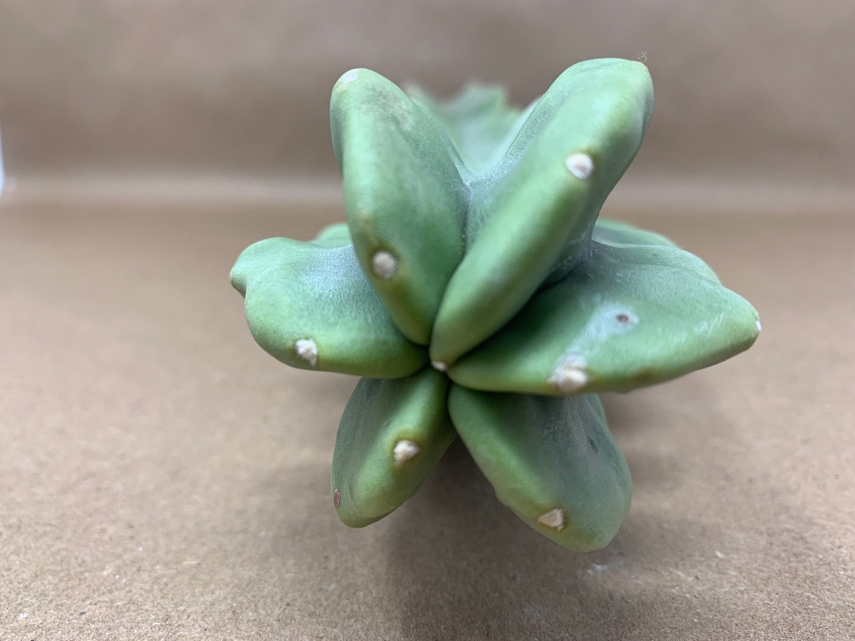 Rooted Totem Pole Cactus Lophocereus schottii Smooth | Etsy