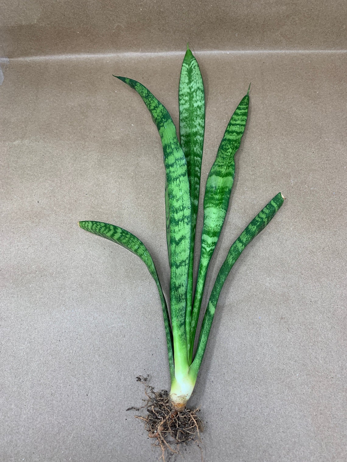 Sansevieria Trifiscata Snake Plant Rooted with Pups Etsy