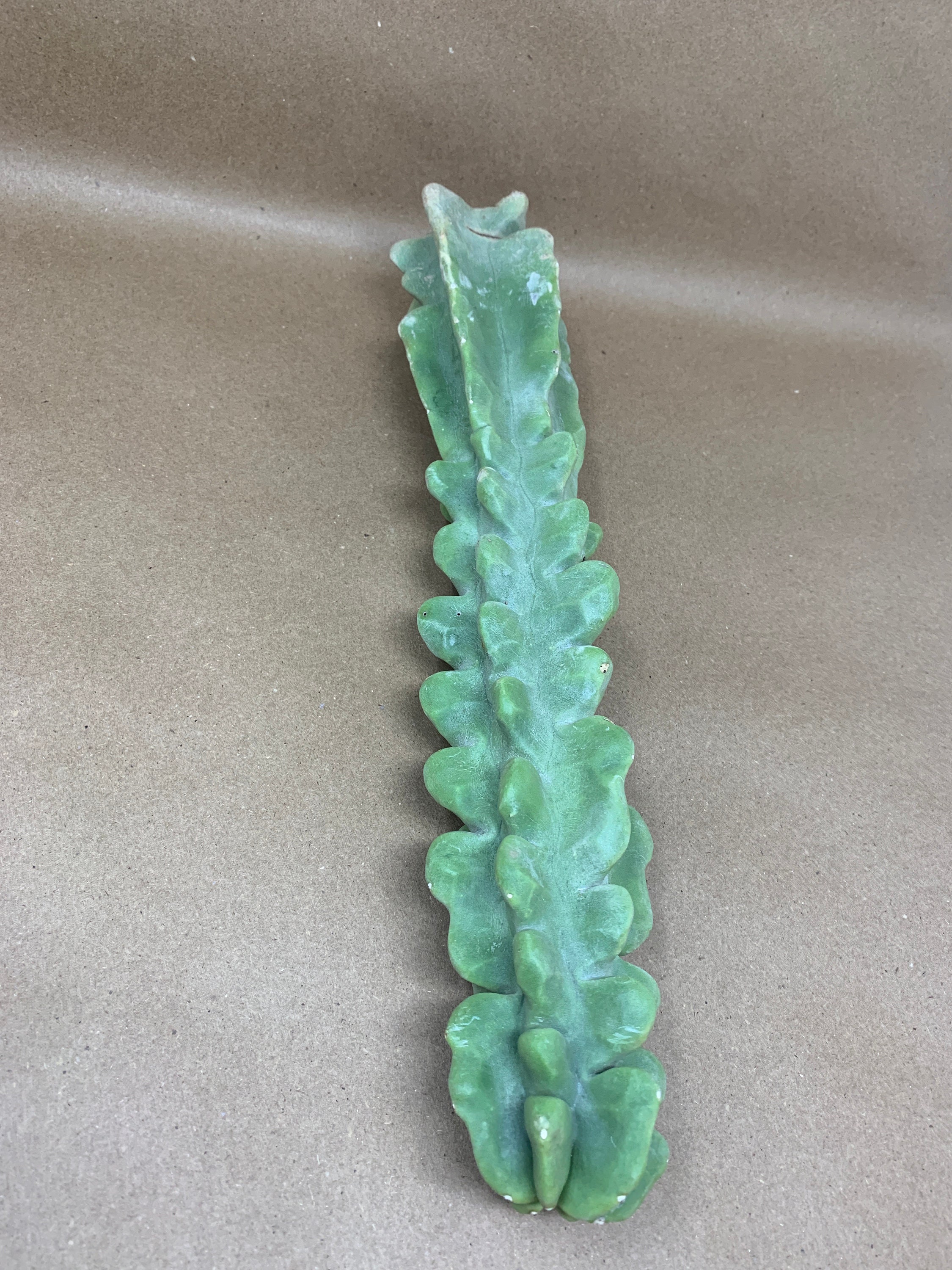 Rooted Totem Pole Cactus Lophocereus schottii Smooth | Etsy